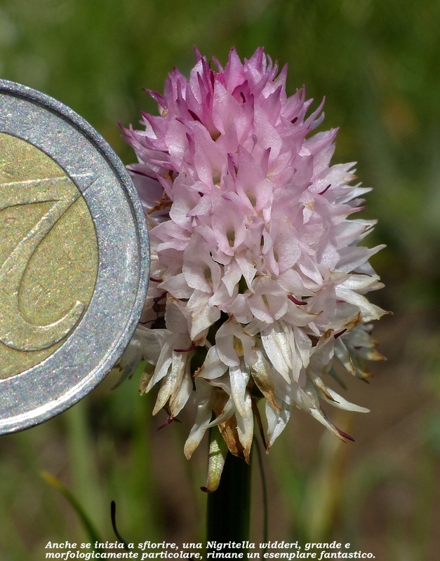 Monte Doro e Cima della Laghetta, le orchidee e i loro ambienti - luglio 2025.